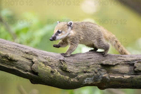South American coati (Nasua nasua) youngster on an old tree trunk, captive, Zoo Augsburg