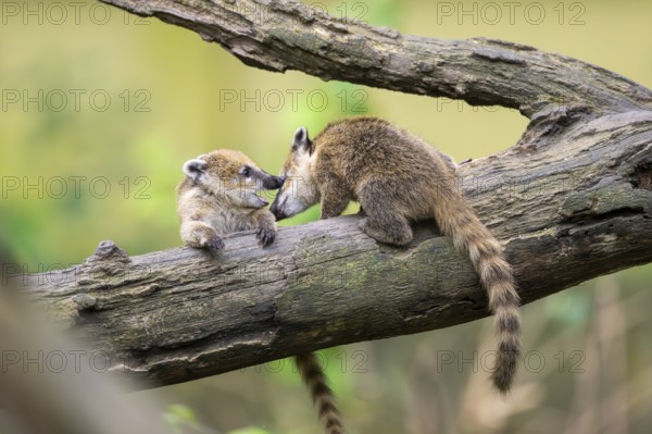 South American coati (Nasua nasua) youngsters klimbing in a tree, captive, Zoo Augsburg