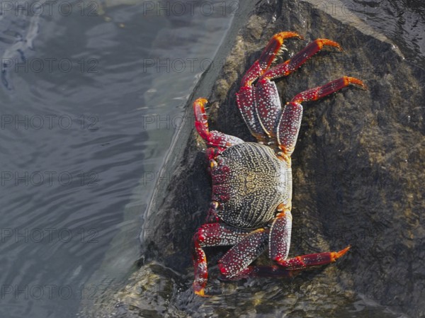 Colourful crab with dotted legs, red rock crab (Grapsus adscensionis) crawls on a wet rock. Puerto de Santiago, Tenerife, Canary Islands, Spain