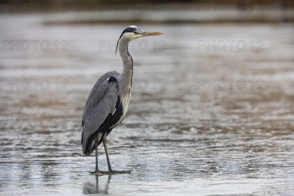 Grey heron (Ardea cinerea) Germany