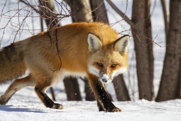 Red fox (vulpes vulpes), Fox walking on snow and spotting a prey, Close-up, Province of Quebec, Canada, North America