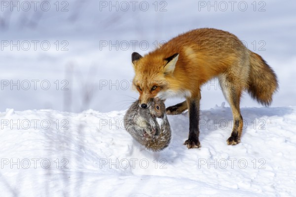 Red fox (vulpes vulpes), Fox hunting eastern gray squirrel (sciurus carolinensis) in winter. Province of Quebec, Canada, North America