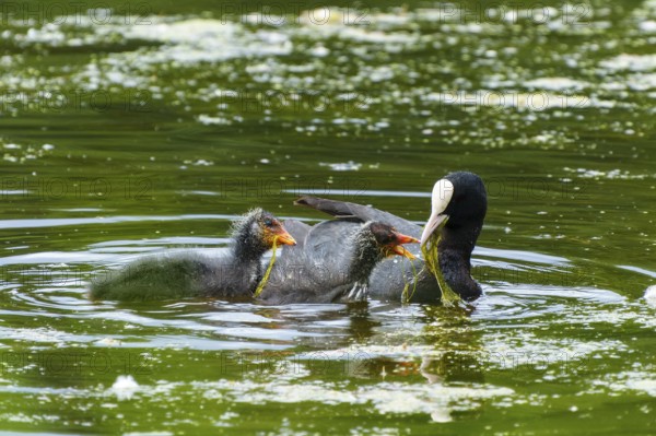 Eurasian Coot feeding its two chicks in the green water, Coot, (Fulicia atra), wildlife, Germany