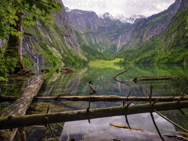 Dead wood lies in the clear water of the Obersee near Königssee in the Berchtesgaden National Park, behind the Röth Waterfall, Schönau am Königssee, Berchtesgadener Land, Upper Bavaria, Bavaria, Germany