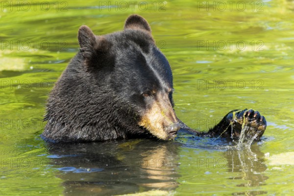 A bear uses its paw to move algae in the water, black bear (Ursus (genus) Americanus) France