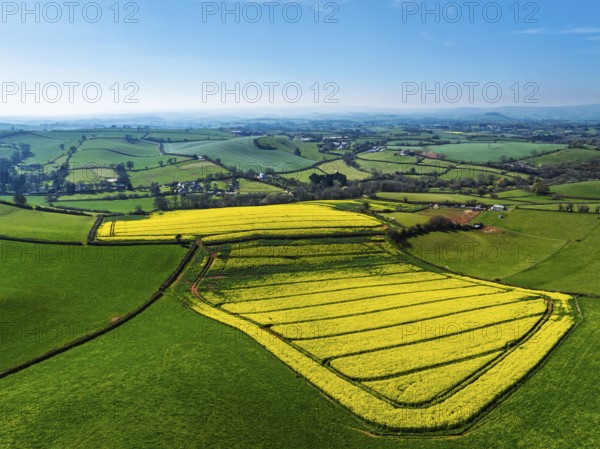 Rapeseed Fields and Farms over Torquay from a drone, Devon, England, United Kingdom