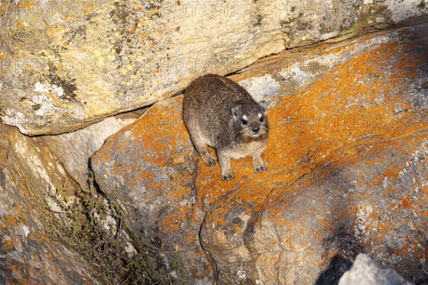 Rock hyrax (Procavia capensis), on rocks in the evening light, Mpumalanga, South Africa