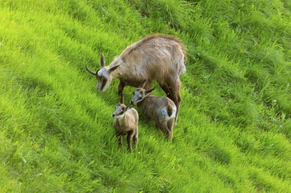 A chamois family stands together in a green meadow and looks peaceful, chamois, chamois, (Rupicapra rupicaprae), wildlife, Vosges, France