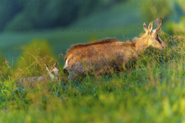 Chamois mother with young in a green, flowering valley, chamois, chamois, (Rupicapra rupicaprae), wildlife, Vosges, France