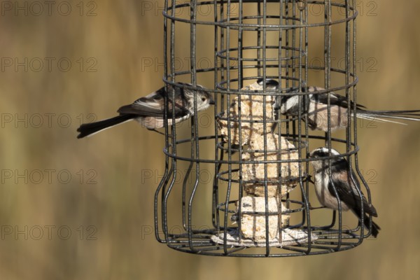 Long tailed tit (Aegithalos caudatus) three adult birds feeding on a garden bird feeder, England, United Kingdom