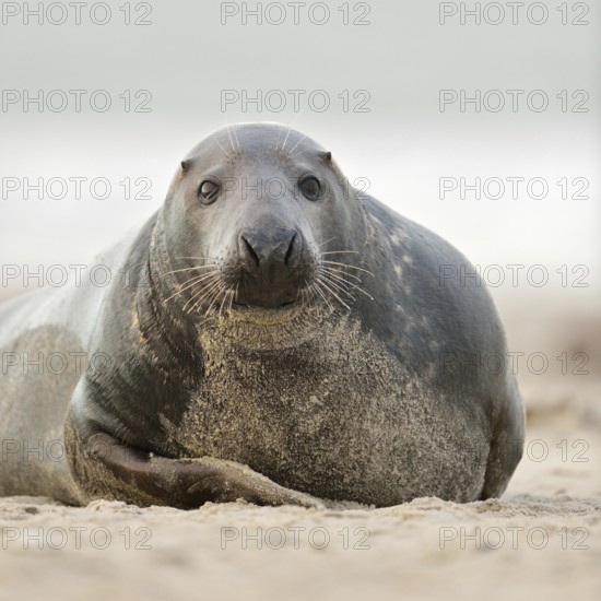 Cosiness... Grey seal (Halichoerus grypus), rather strong adult grey seal looking into the camera, largest native predator, North Sea, on the beach of Heligoland, native animal species, wildlife, native nature, Heligoland, Schleswig-Holstein, Germany, Western Europe