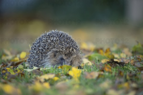 European hedgehog (Erinaceus europaeus) adult animal on a garden grass lawn with fallen autumn leaves, England, United Kingdom