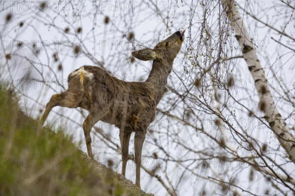 Roe deer (Capreolus capreoöus) Germany