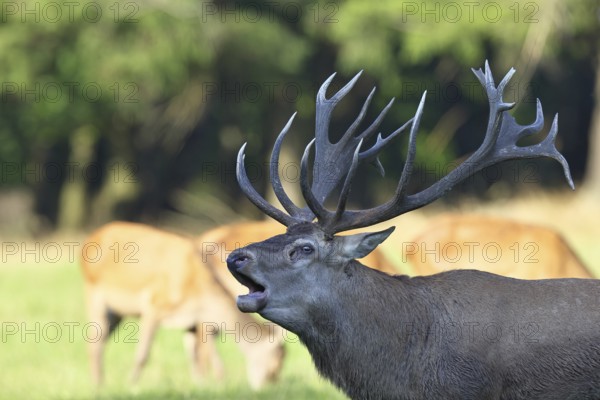 Red deer (Cervus elaphus) during the rutting season, a large stag roaring in a forest clearing, twenty-pointer, animal portrait, wildlife, Sauerland, North Rhine-Westphalia, Germany