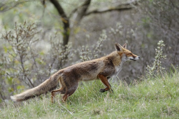 Red fox (Vulpes vulpes), fawn, female animal in short-haired summer coat, the bushy fox tail is almost as long as the body, is hunting at the edge of a copse, native nature, Netherlands, Western Europe