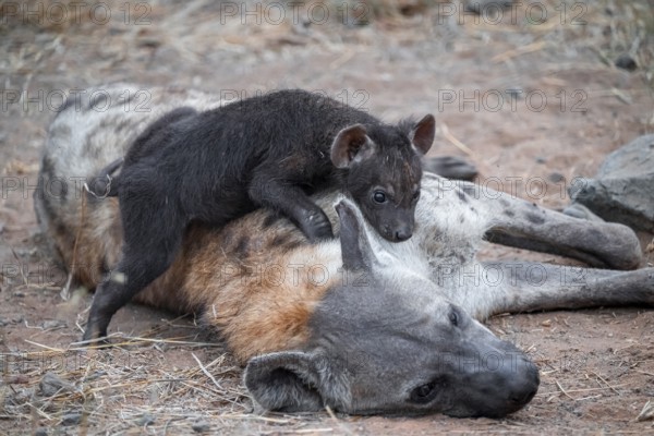 Spotted hyena (Crocuta crocuta), adult female with playing young, lying down, Kruger National Park, South Africa