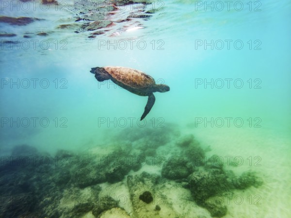 Sea turtle (Chelonia mydas), underwater, Galapagos, Ecuador