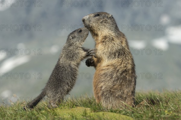 Alpine Marmot (Marmota marmota) adult with young, High Tauern National Park, Carinthia, Austria