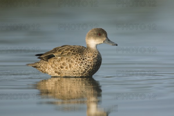Grey Teal (Anas gracilis), Victoria, Australia