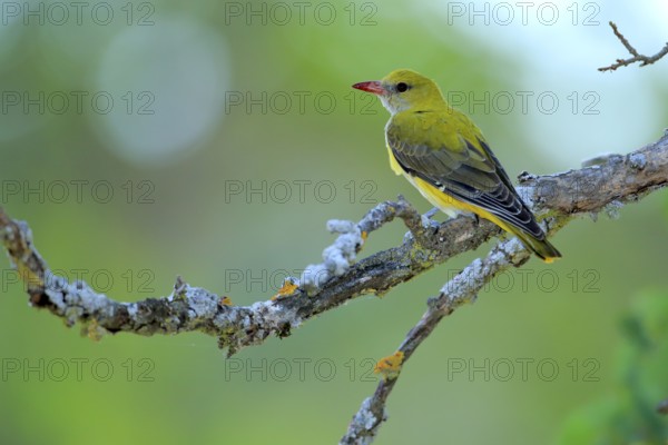 Eurasian Golden Oriole (Oriolus oriolus) female perched on lichen branch, Andalusia, Spain