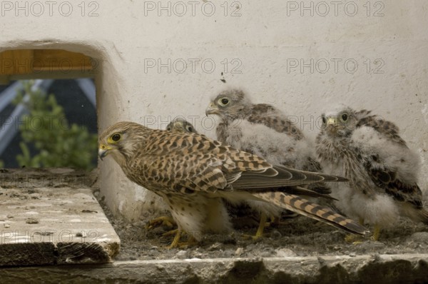 Common Kestrel (Falco tinnunculus) juvenile, Saxony, Germany