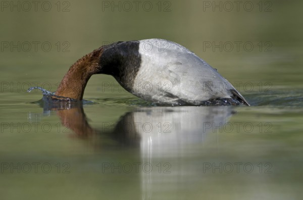 Common Pochard (Aythya ferina) male, Saxony, Germany
