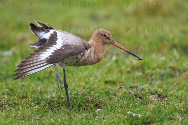 Black-tailed Godwit (Limosa limosa) stretching wings, Netherlands