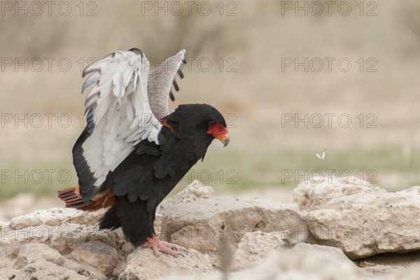 Bateleur (Terathopius ecaudatus) female, Northern Cape, South Africa