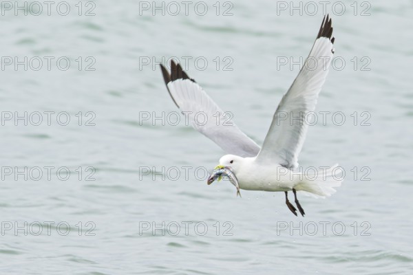 Black-legged Kittiwake (Rissa tridactyla) feeding in the ocean near Nome, Alaska