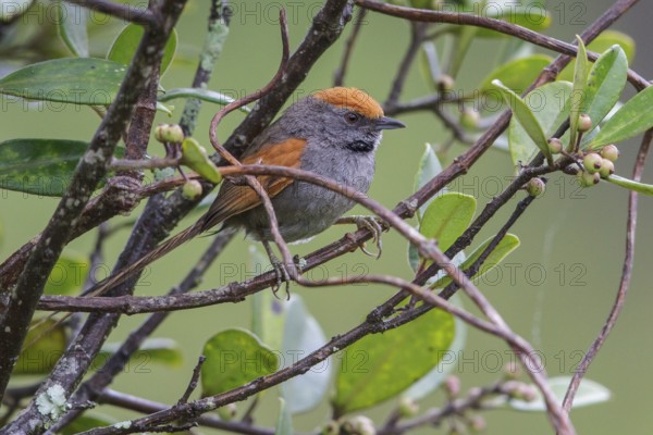 Spix's Spinetail (Synallaxis spixi) perched on a branch in the Atlantic rainforest of southeast Brazil