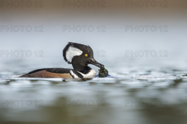 Hooded Merganser (Lophodytes cucullatus) in the ocean near Victoria, British Columbia, Canada