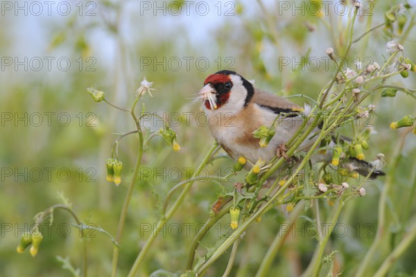 European Goldfinch (Carduelis carduelis), Lake Neusiedl, Austria