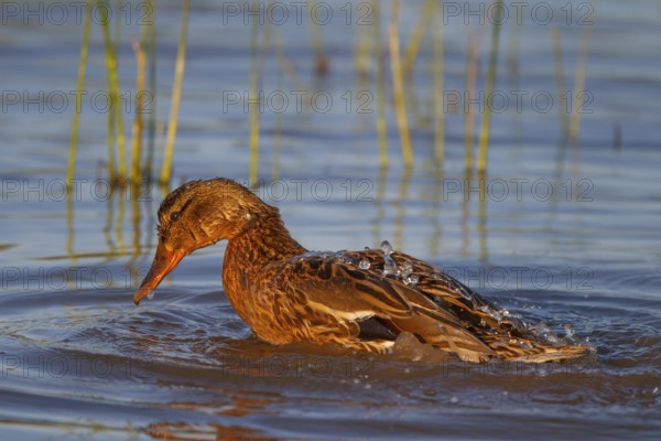 Mallard (Anas platyrhynchos) female bathing, Mallorca, Spain