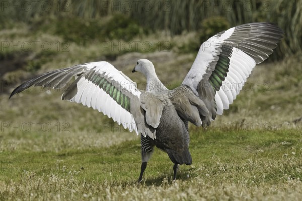 Upland Goose (Chloephaga picta) male, Falkland Islands