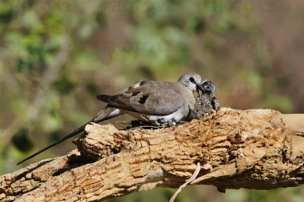 Namaqua Dove (Oena capensis) female feeds chick, Eilat, Israel