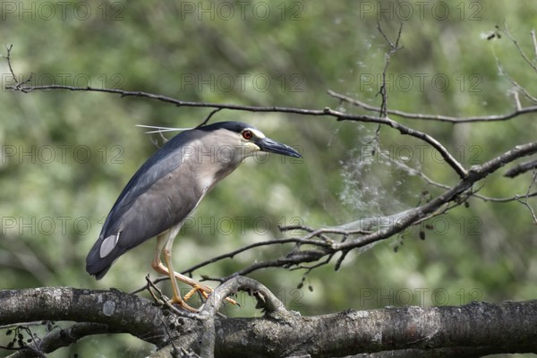 Black-crowned Night Heron (Nycticorax nycticorax), Mecklenburg-Western Pomerania, Germany