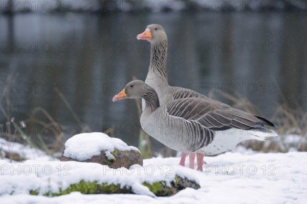 Graugans, lat. Anser anser, steht wachsam am Gewässerufer im Schnee