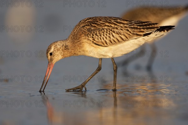 Bar-tailed Godwit (Limosa lapponica), Schleswig-Holstein, Germany