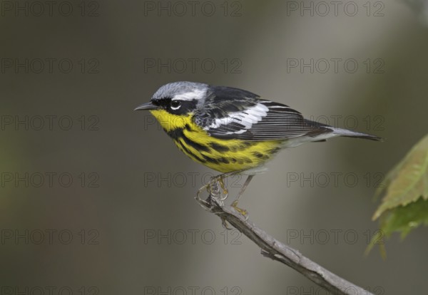 Magnolia Warbler (Setophaga magnolia), Michigan, USA