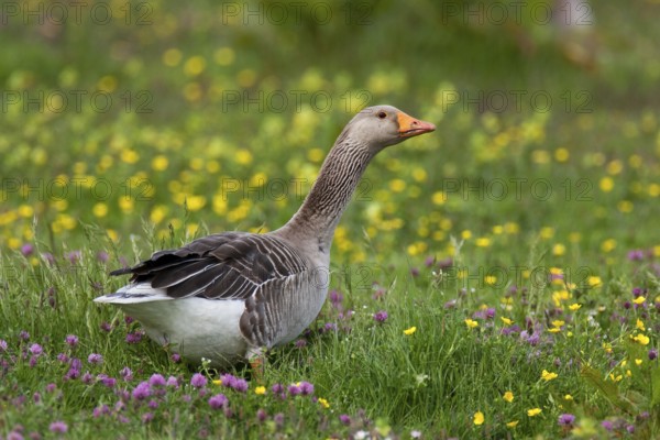 Greylag Goose (Anser anser), Texel, Netherlands
