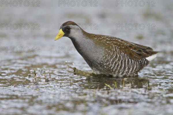 Sora (Porzana carolina), British Columbia, Canada