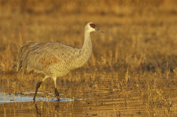 Sandhill Crane (Antigone canadensis), New Mexico, USA