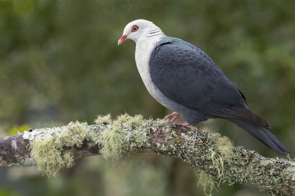 White-headed Pigeon (Columba leucomela) perched on a branch in eastern Australia