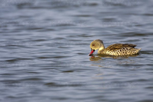 Cape Teal (Anas capensis), Namibia