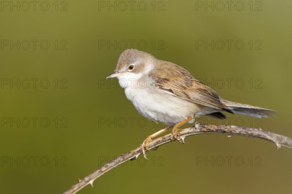 Common Whitethroat (Sylvia communis), Baden-Wuerttemberg, Germany