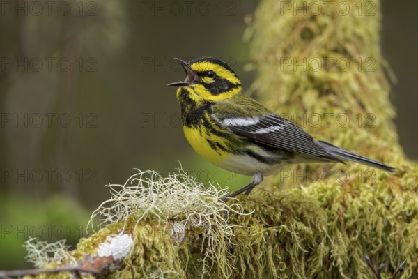 Townsend's Warbler (Dendroica townsendi) perched on a branch in Victoria, BC, Canada