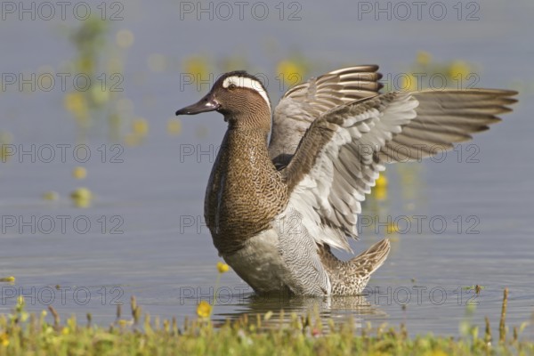 Garganey (Spatula querquedula) male, Mallorca, Spain