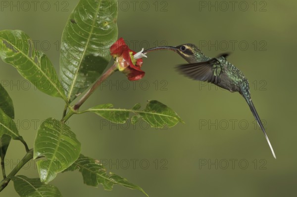 Green Hermit (Phaethornis guy), Costa Rica