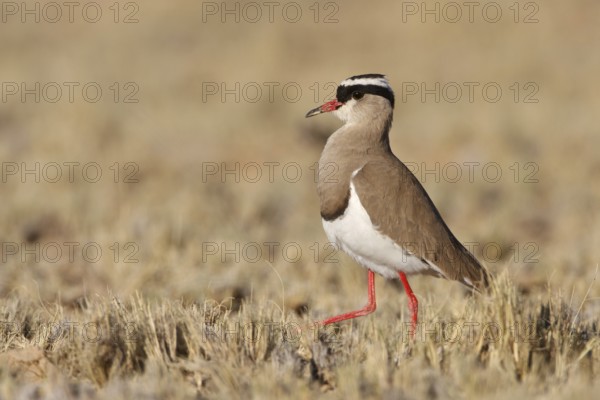 Crowned Lapwing (Vanellus coronatus), Northern Cape, South Africa
