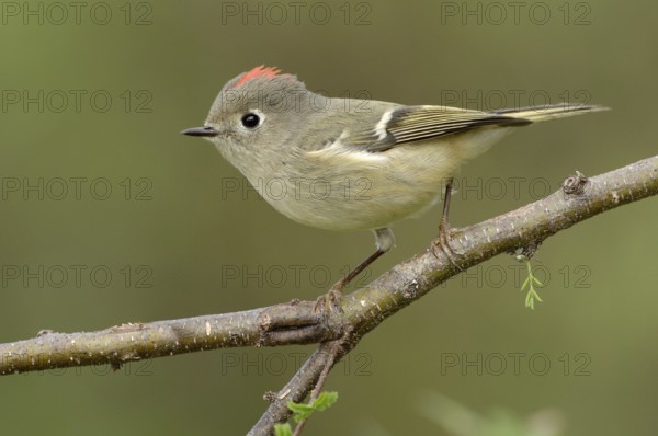 Ruby-crowned Kinglet (Regulus calendula), Texas, USA